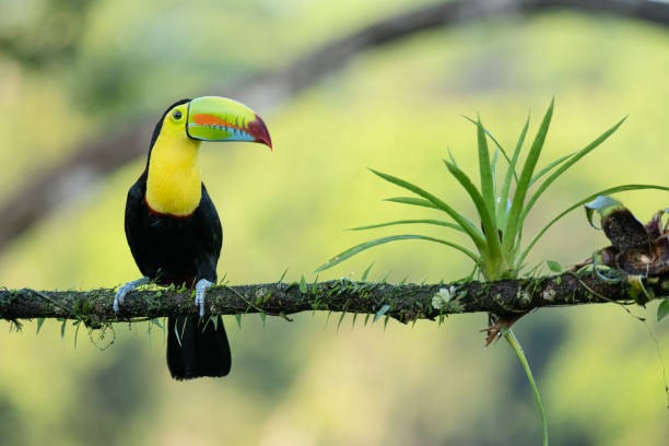Tucán del Caribe